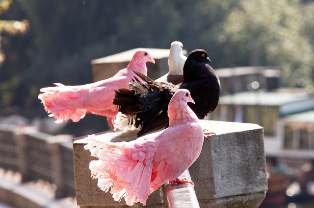 客场龙！掘金斩获赛季客场10连胜，继续刷新队史纪录